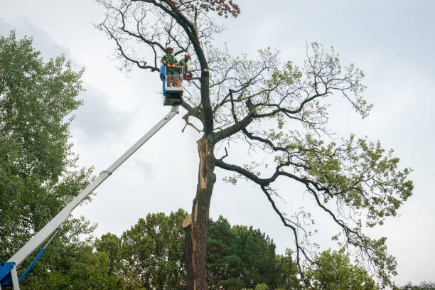 Best Dead Tree Removal  in Ingram, TX